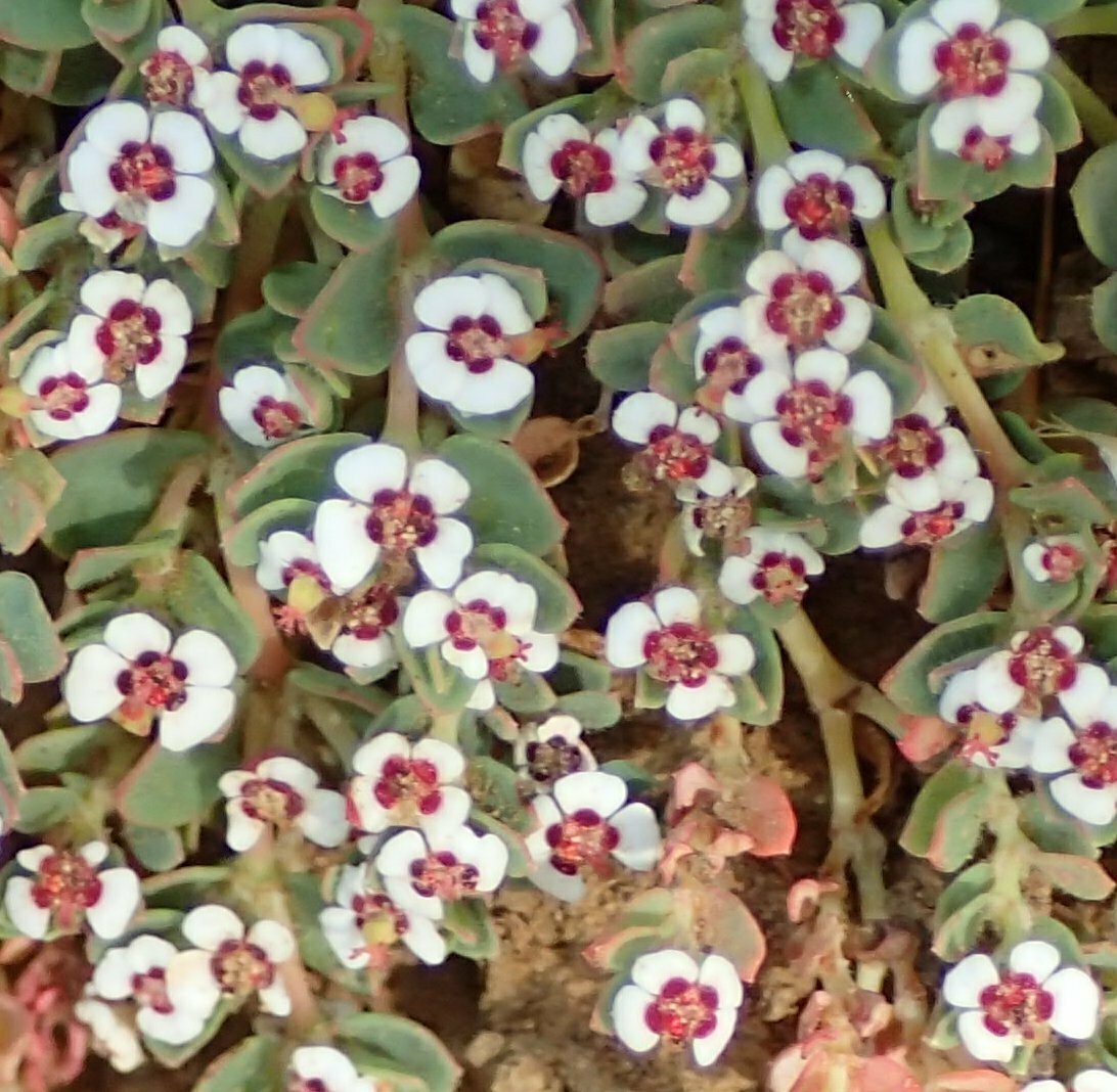 High Resolution Euphorbia polycarpa Flower